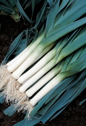 Picture of Organic Leek Tadorna